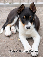 Tricolour, Female, smooth coated border collie puppy